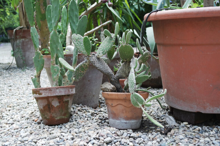 Brera, Orto Botanico, Piccolo Diario di Viaggio