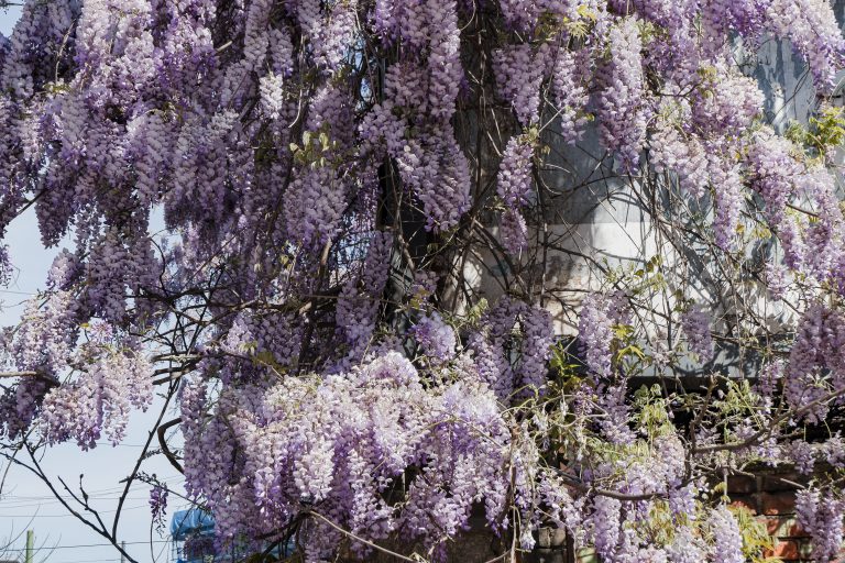 Two Wisteria Trees