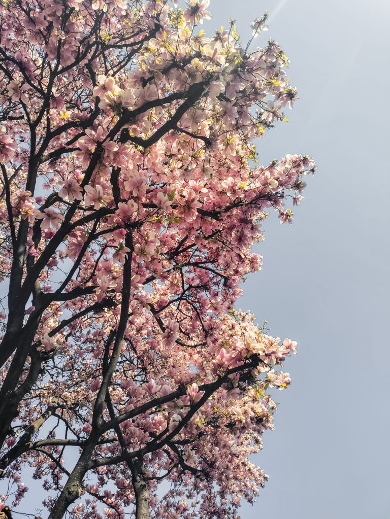 Marzo e i primi fiori in città